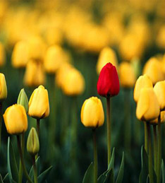 Red tulip in a field of yellow tulips