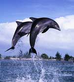 jumping out of the water