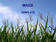Maize