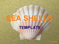 SeaShells