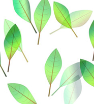 bigleaves