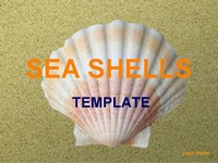 Sea Shells PowerPoint Template thumbnail
