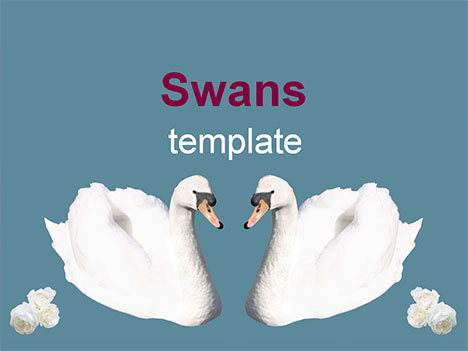 Swans Template
