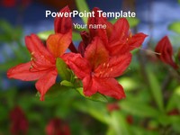 Red Flower PowerPoint Template thumbnail