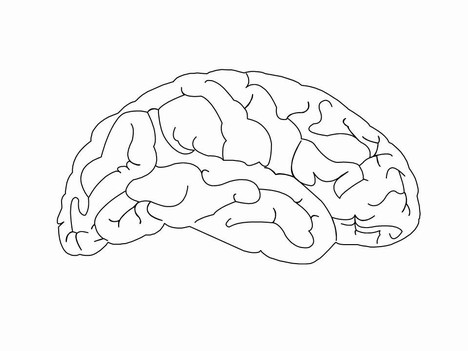 Brain outline
