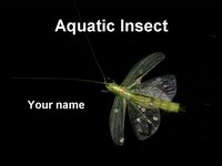 Aquatic insect template thumbnail