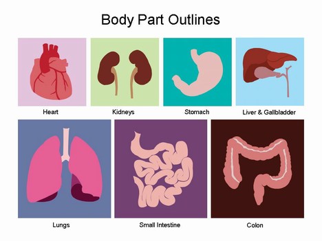 Body Parts Template
