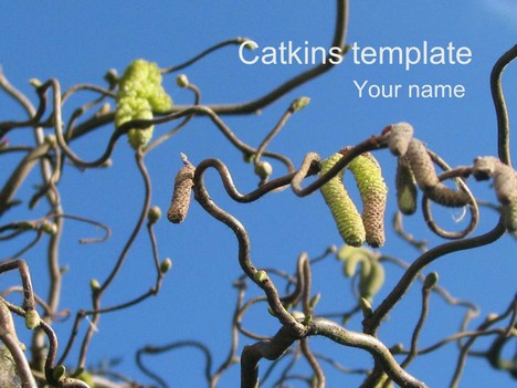 Catkins Template