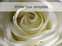 White Rose PowerPoint Template thumbnail