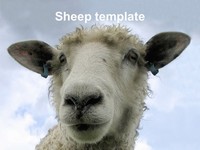 Woolly Sheep PowerPoint Template thumbnail