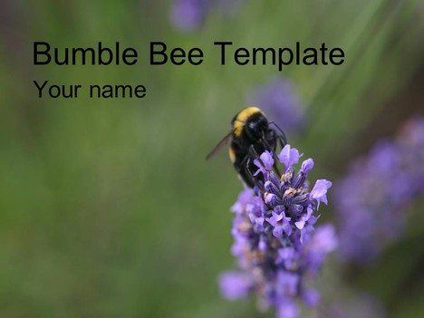 bumble bee template powerpoint_1