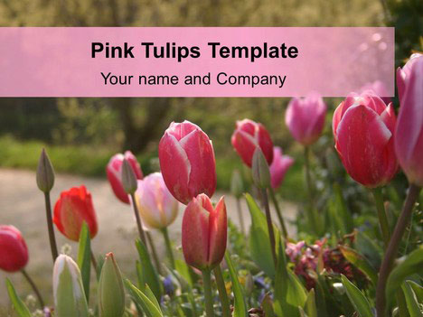 Free Pink Tulips PowerPoint Template