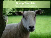 Free Sheep PowerPoint Template thumbnail