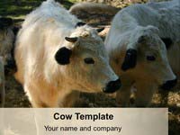 Cow PowerPoint Template thumbnail