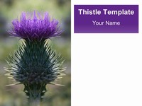 Scottish Thistle Template thumbnail