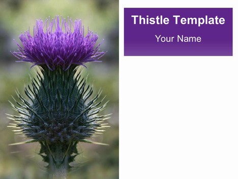 Scottish Thistle Template