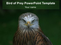 Bird of Prey PowerPoint Template thumbnail