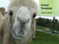 Camel PowerPoint Template thumbnail