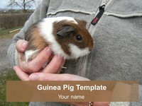 Guinea Pig PowerPoint Template thumbnail
