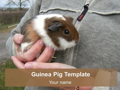 Guinea Pig PowerPoint Template