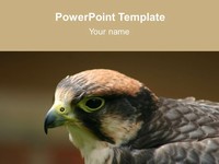 Peregrine Falcon Bird of Prey thumbnail