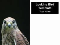 Looking Bird PowerPoint Template thumbnail