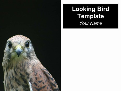 Looking Bird PowerPoint Template