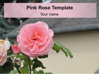 Pink Rose PowerPoint Template thumbnail