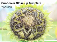 Sunflower Close-up Template thumbnail