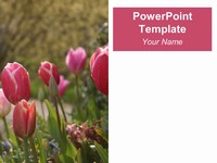 Tulips PowerPoint Template thumbnail