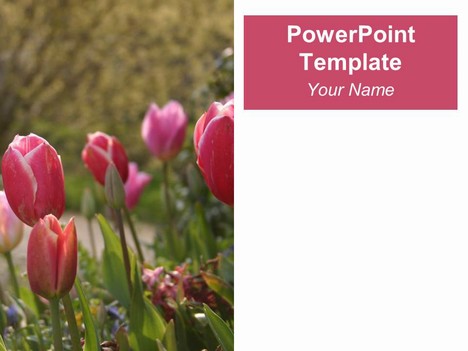 Tulips PowerPoint Template