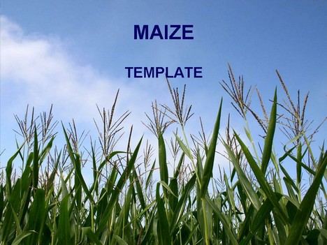 free powerpoint templates food. Maize PowerPoint template