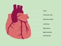 Body Parts Template slide3