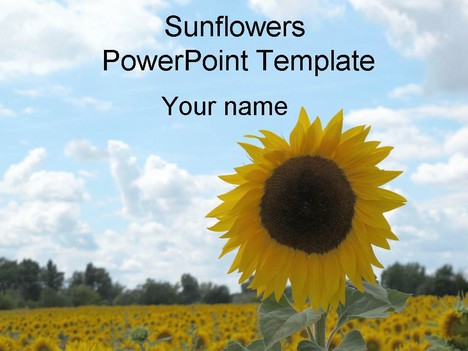 Free sunflower powerpoint