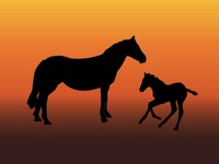 Horse Outlines Template slide4
