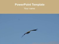 Flying Bird Template