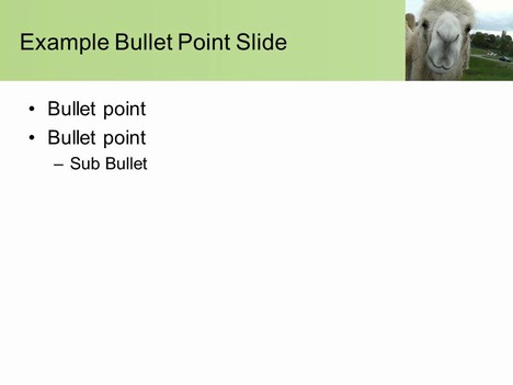 Camel PowerPoint Template slide2