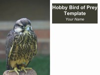 Hobby Bird of Prey Template