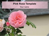 Pink Rose PowerPoint Template