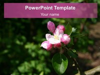 Pink Blossom Template