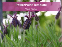 Purple Flowers