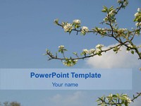 Tree Against Sky Template