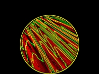 Microbiology PowerPoint Template thumbnail