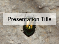 Shiny Beetle PowerPoint Template thumbnail