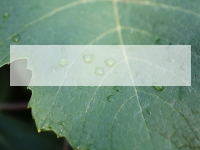 Water Drops on a Vine Leaf PowerPoint Template thumbnail