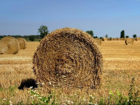 hay bales background design