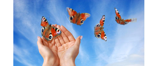 butterflies