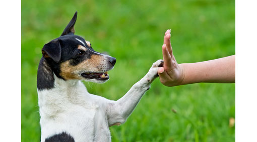 human touching hand with a dogs paw