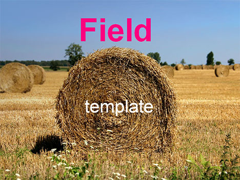 Field and hay bales