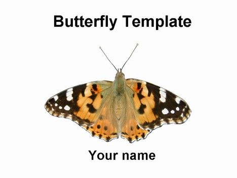 Butterfly Template